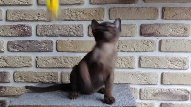 Саша / Бурманский котенок / Соболь смотреть онлайн