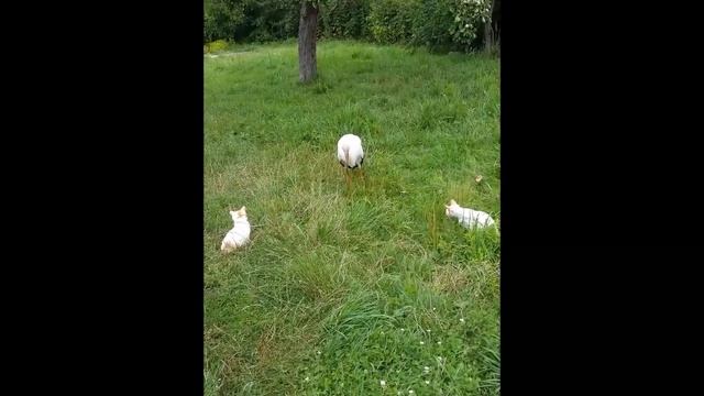Аист , коты и жареная рыбка