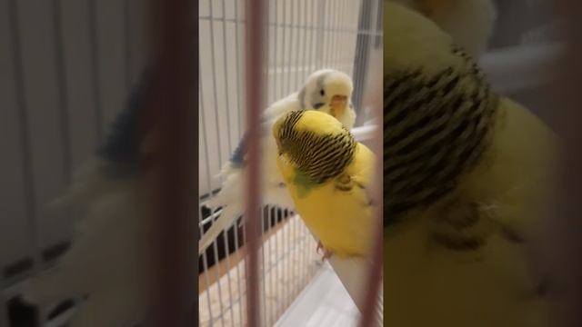 из каких деревьев можно сделать жёрдочки для птичек смотреть онлайн