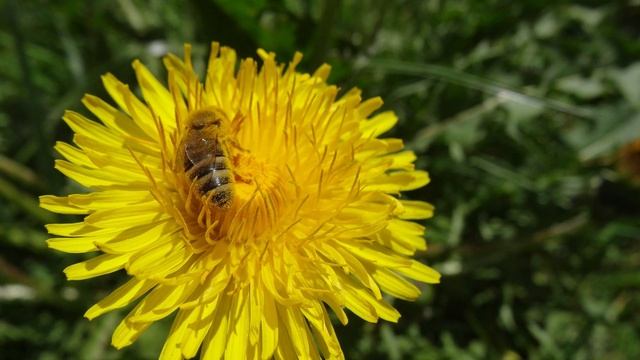 Il Tarassaco E I Suoi Benefici, Tutti I Segreti Di Questa Incredibile Pianta