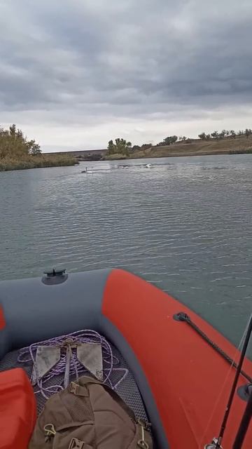 Три весёлых гуся, один серый и два белых, три весёлых гуся  #рыболовная а #щука #fishing #рыбалка