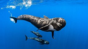 На морской глубине Большой барьерный риф