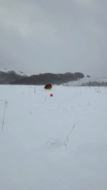 ОХОТА НА ШАКАЛА