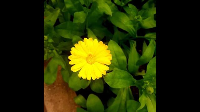 Красивые цветы , лето и музыка.mp4 смотреть онлайн