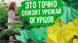 Основные признаки недостатка микроэлементов у огурцов. Дефициты огурцов - чем подкормить.