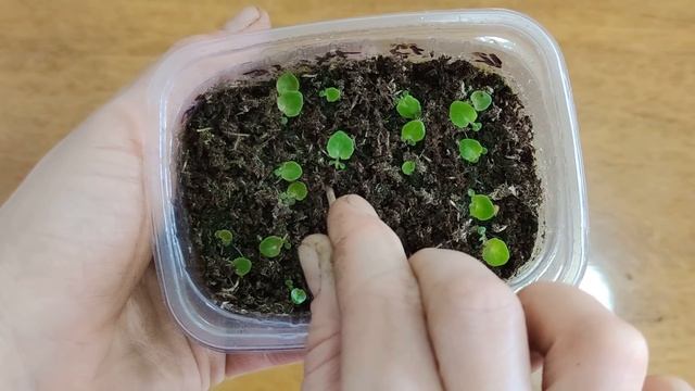 Подвижка сеянцев бегонии, цветет шардоне, эксперименты с укоренением.