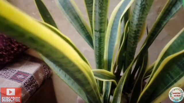 Cheapest & Natural Air Purifier For Home !!Amazing World !! смотреть онлайн