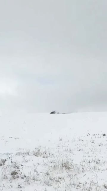 ЖИВУЧИЙ КАБАН БОРЕТСЯ ЗА ЖИЗНЬ