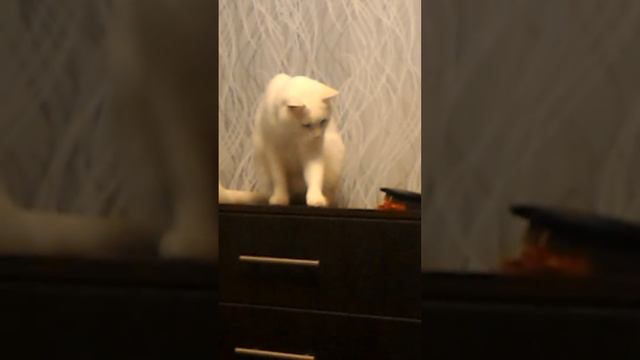 Кот сошёл с ума))) смотреть онлайн