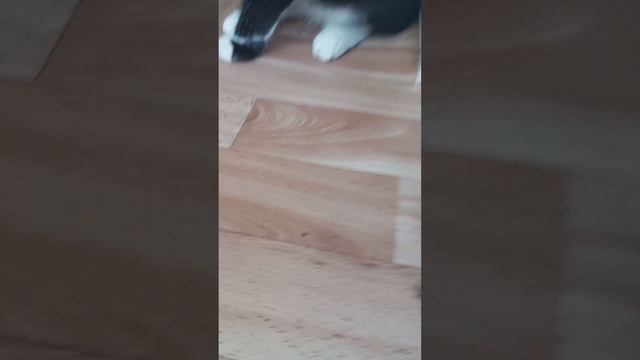 Феликс🐱 vs муха 🪰 смотреть онлайн