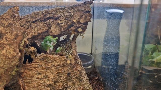 Black Fang Wandering Spider Pairing ( Macroctenus Keyselingi ) #youtubeislife #youtube #fyp смотреть онлайн