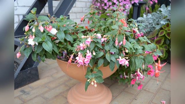 Зимовка фуксий.