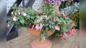 Зимовка фуксий.