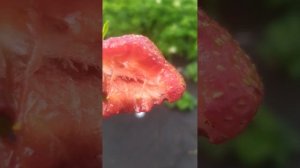 Описание сорта Гигантелла