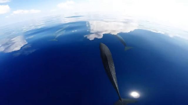 Divine Dolphin Dance in the Clouds in Drake Bay, Costa Rica смотреть онлайн