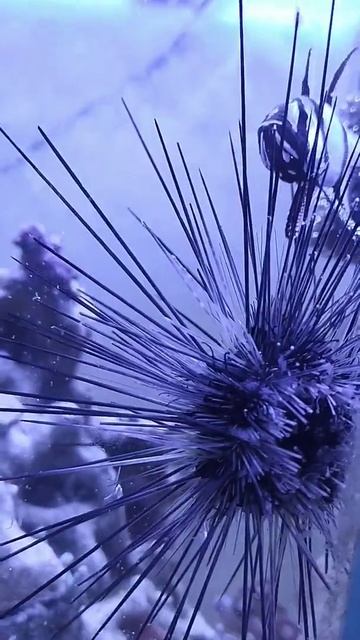 pterapogon kauderni releases cubs sea Aquarium смотреть онлайн