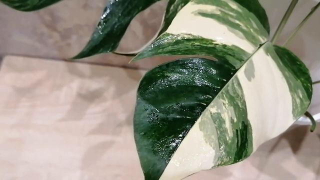 Epipremnum Yellow Flame 💚💟🌿 Pinnatum White Variegated