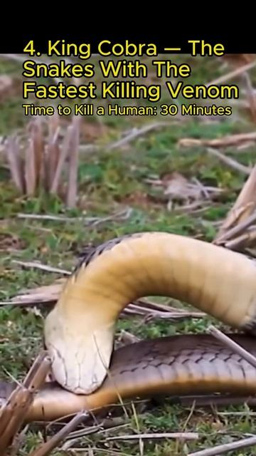 “THE 8 FASTEST SNAKES IN THE WORLD!!!”🪱🐍🌎 @FactsMatter695 #shorts #snake смотреть онлайн