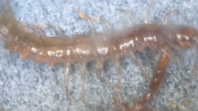 Hunting behavior of Opamyrma hungvuong on a lithobiomorph centipede (Lithobius sp.) смотреть онлайн