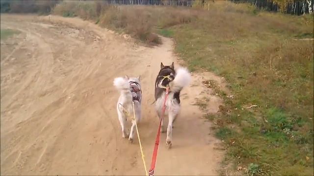 Тренеровка