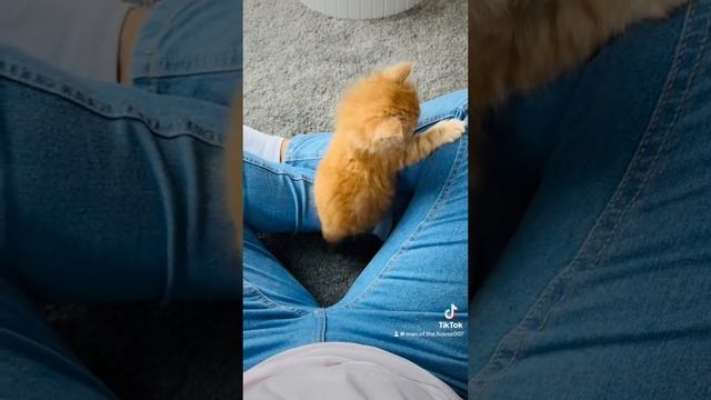 Blendie’s hiding place 🤪 #cat #love #viral #viralvideo #viralshorts #fyp #india #taylorswift #comed смотреть онлайн