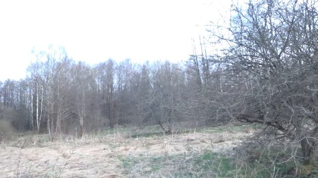 Охота на вальдшнепа с манком смотреть онлайн