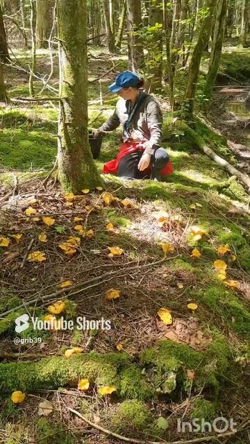 счастье грибника. ГРИБ ЛИСИЧКА СО ВСЕХ СТОРОН #shorts смотреть онлайн