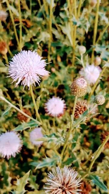 Creeping Thistle Plant #shorts смотреть онлайн