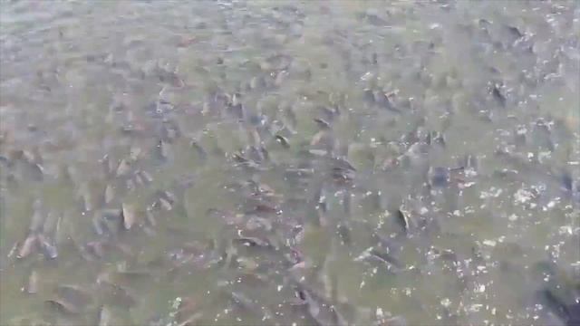 15 ANIMALS YOU CAN KEEP IN YOUR BACKYARD WITH TIPS HOW TO RAISE THEM! смотреть онлайн