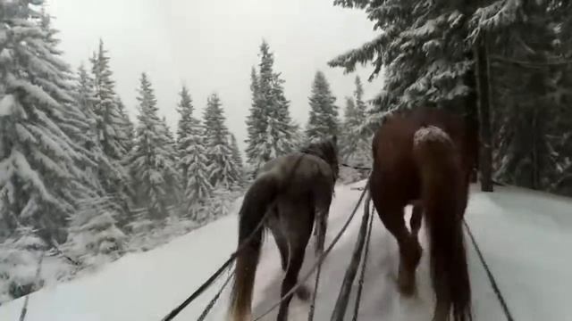 Прогулка в лес на лошадях! Драгобрат. смотреть онлайн