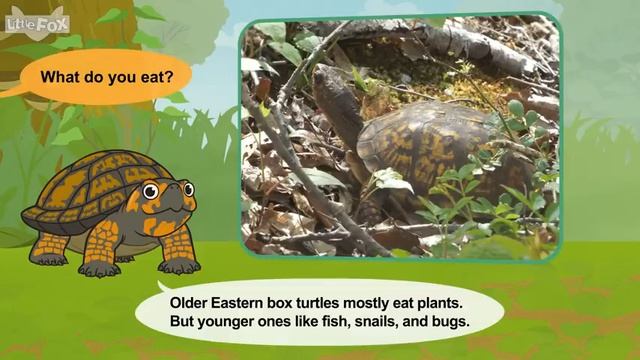 20. Meet the Animals 20 Eastern Box Turtle Little Fox Animated Stories for Kids смотреть онлайн