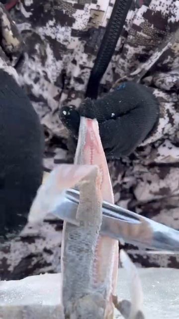 PandaSakha - #fish #рыба #grayling #хариус #дьар5аа #PandaSakha #short