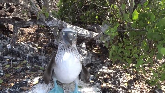 свист олуши смотреть онлайн