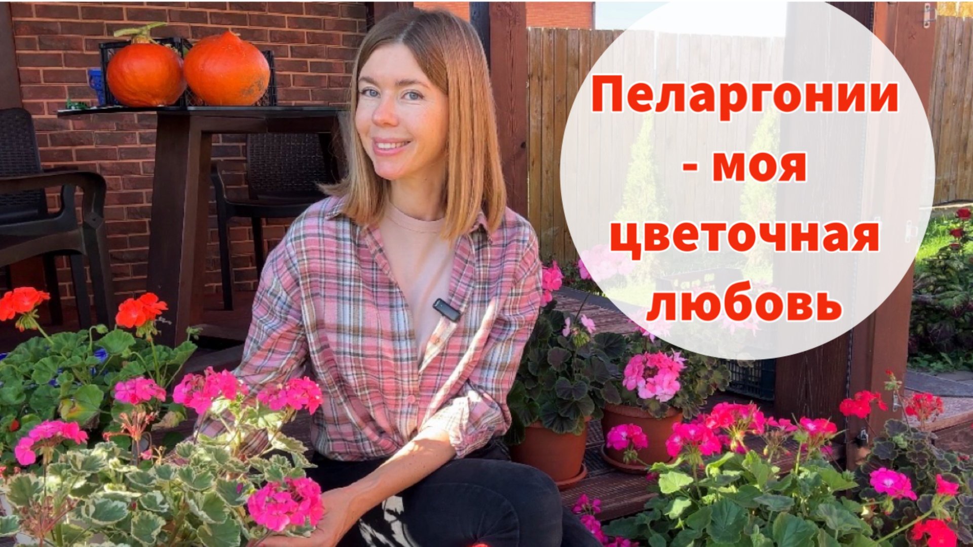 Этот цветок заменяет петунию и почти не требует ухода смотреть онлайн