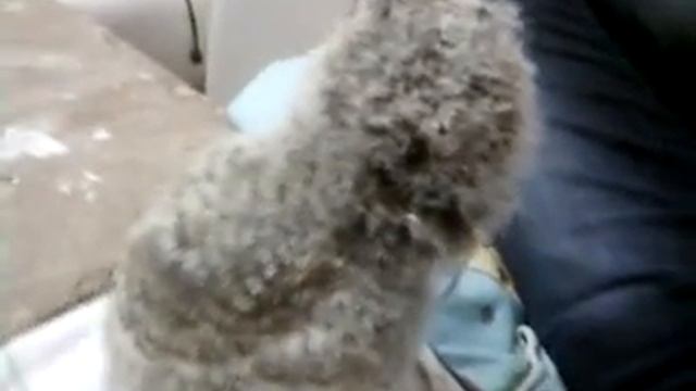 Мой Шушпанчик и Чёртик. смотреть онлайн