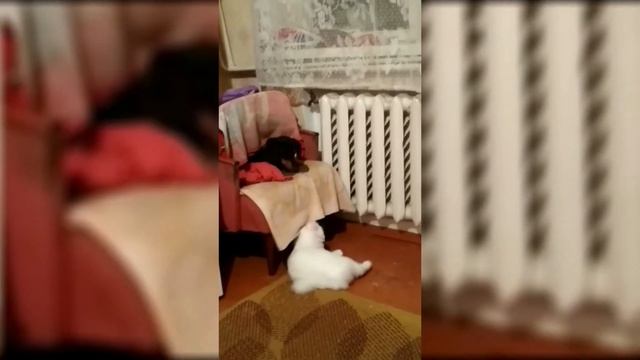 Кот врезал собаке и шустро свалил смотреть онлайн