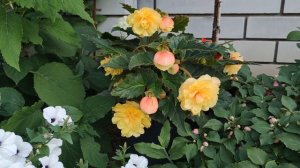 БЕГОНИЯ. СОРТА И ТОНКОСТИ ВЫРАЩИВАНИЯ.