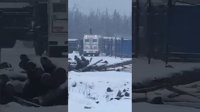 Якутия, медведь на территорие загриз вахтерского мужика, мужика спасли, медведя застрелили,.. смотреть онлайн