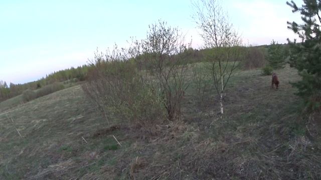 Тяга вальдшнепа в День Победы. смотреть онлайн