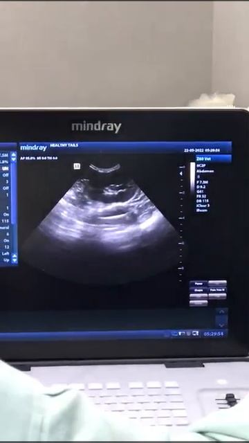 Ultrasound Examination Of Cat's Kidney | Persian Cat | Ultrasound