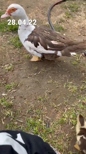 Индо утята 🐣(всех забрали) смотреть онлайн
