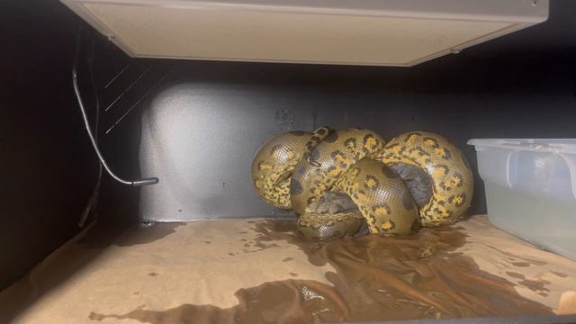 Green Anaconda Eats First Rabbit “Amara” 🐇🐍| ⚠️Warning Live Feeding⚠️ смотреть онлайн