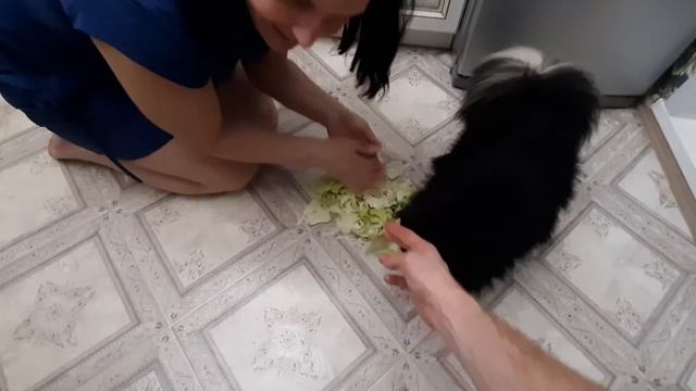 Джесси и капуста / Jessie and Cabbage смотреть онлайн