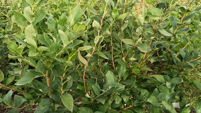 Голубика. Сорт Дюк. Ранний.