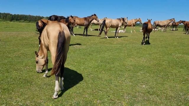 Продажа Ахалтекинских лошадей.Sale of Akhal-Teke horses.https://akhaltekellc.com смотреть онлайн