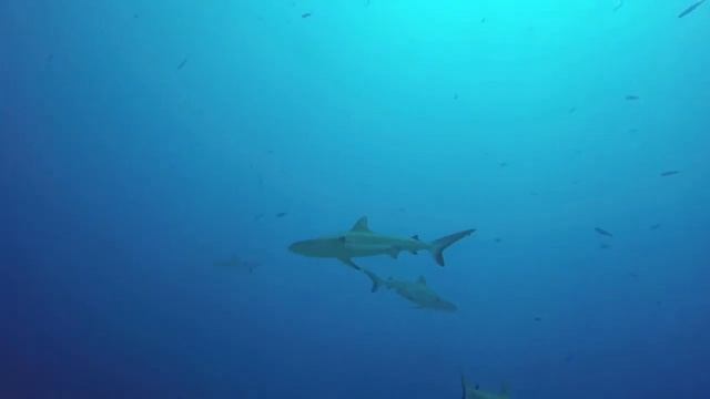 Shark Wall смотреть онлайн