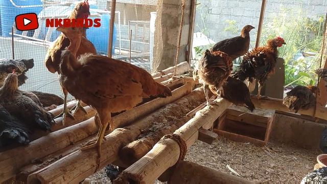 hen free feed | Main appni murgio ko khurak main Kia deta hu | URDU/HINDI смотреть онлайн