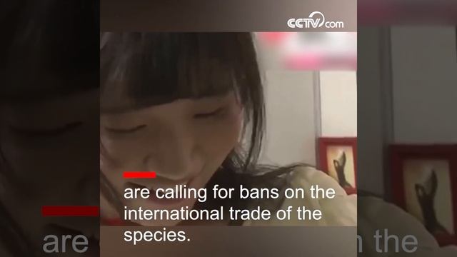Otters growing in popularity as pet| CCTV English смотреть онлайн