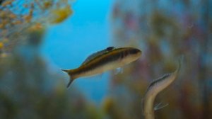 Тайная жизнь животных 10 серия «Старение» (документальный сериал, 2024)