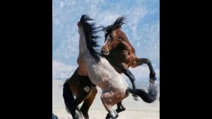 Как кричат лошади?